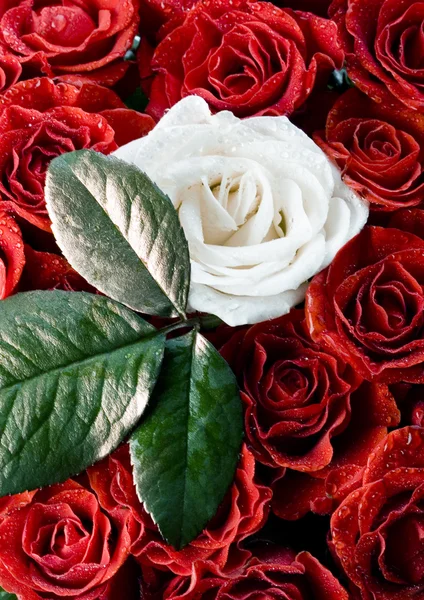 White rose & red petals — Stock Photo, Image