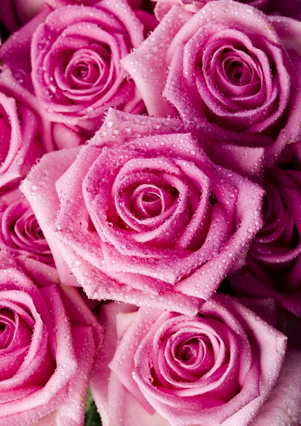 Rosas rosadas — Foto de Stock