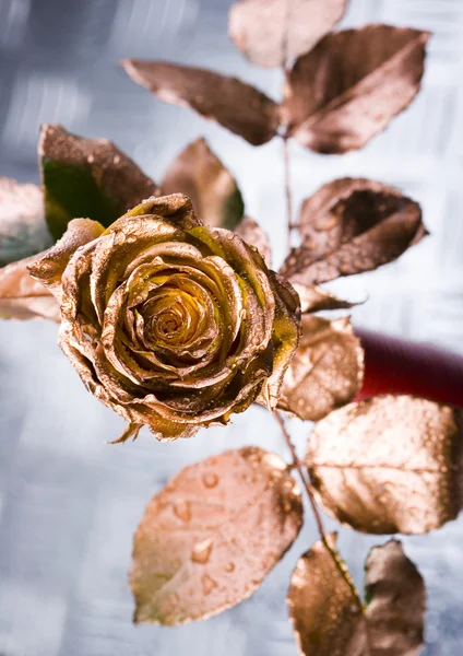 Rosa de oro —  Fotos de Stock
