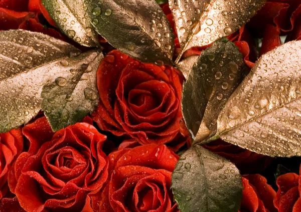 Red roses with leaves — Stock Photo, Image