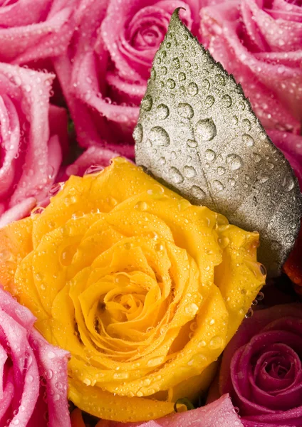 Wet roses — Stock Photo, Image