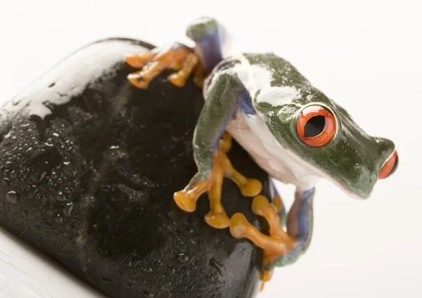 Frog on a sea stone — Stock Photo, Image