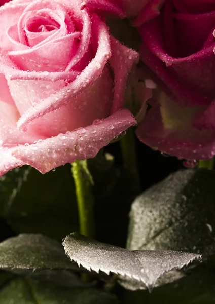 Pink flower — Stock Photo, Image