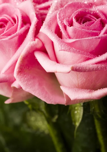 Pink roses — Stock Photo, Image