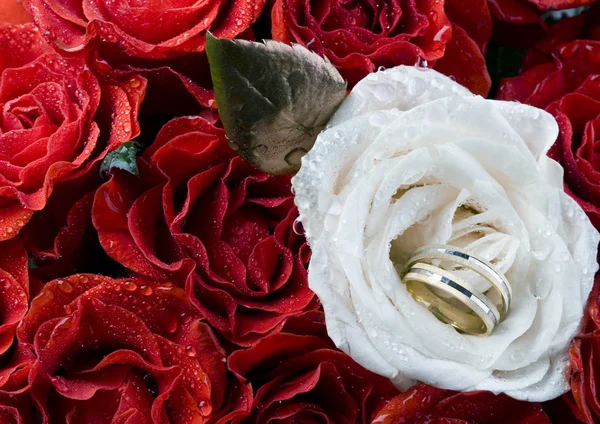 White rose with wedding rings — Stock Photo, Image