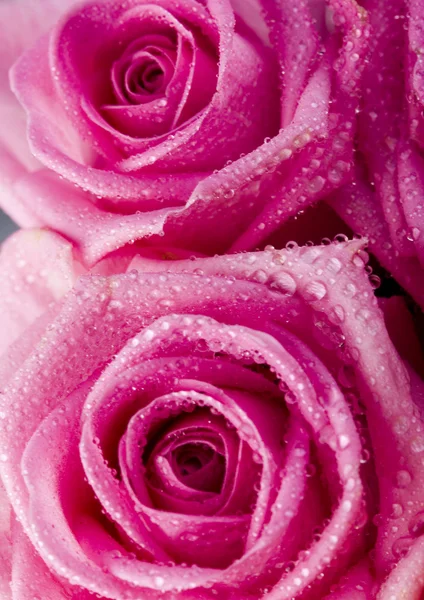 Pink roses — Stock Photo, Image