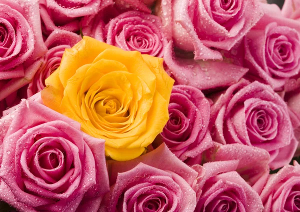 Multi-colored roses — Stock Photo, Image