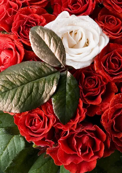 Flor blanca sobre fondo rojo — Foto de Stock