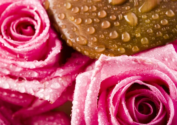 Rosas húmedas — Foto de Stock