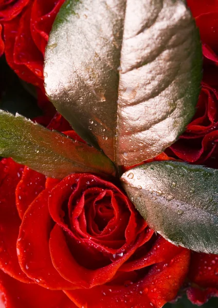 Rote Rosen mit Blättern — Stockfoto