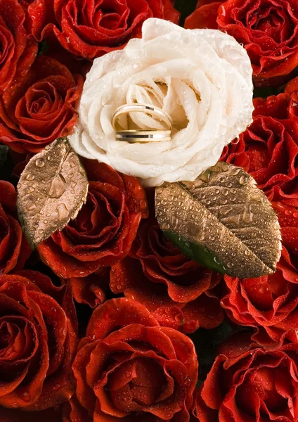 Rosa blanca con anillos de boda — Foto de Stock