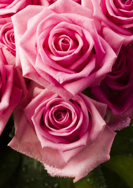 Roze rozen — Stockfoto