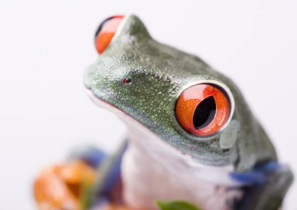 Red eyed frog — Stock Photo, Image