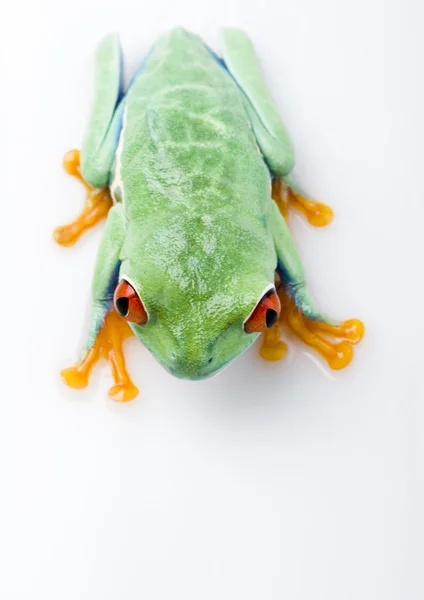 Red eyed frog — Stock Photo, Image