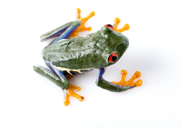 Kırmızı gözlü kurbağa — Stok fotoğraf