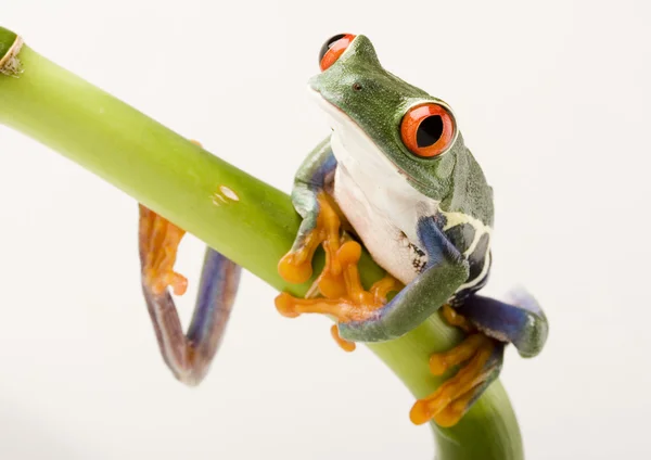 Frog on green branch — Stock Photo, Image