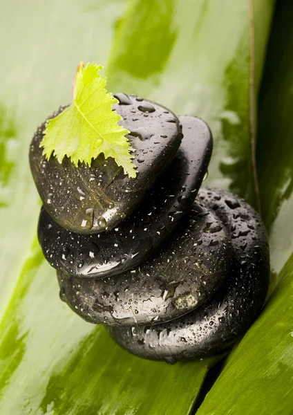 Hoja y Piedras — Foto de Stock