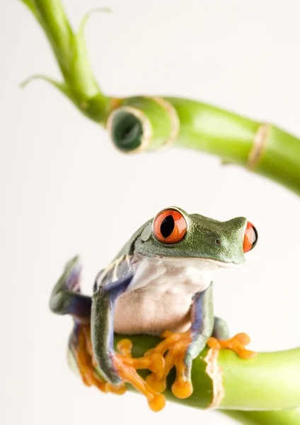 Frog on green branch — Stock Photo, Image