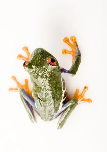 Frog on green branch — Stock Photo, Image