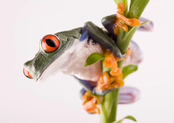 Frog on green branch — Stock Photo, Image