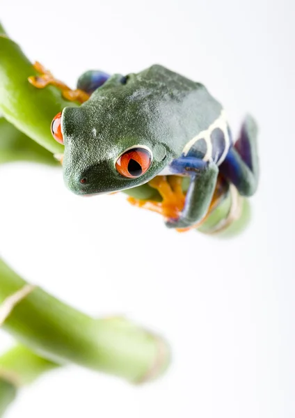 Frog on green branch — Stock Photo, Image