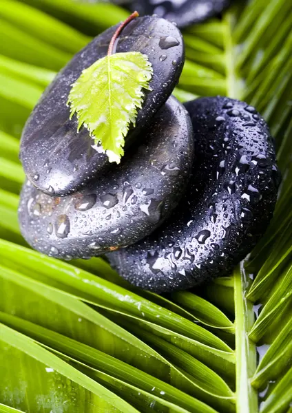 Hoja y Piedras — Foto de Stock