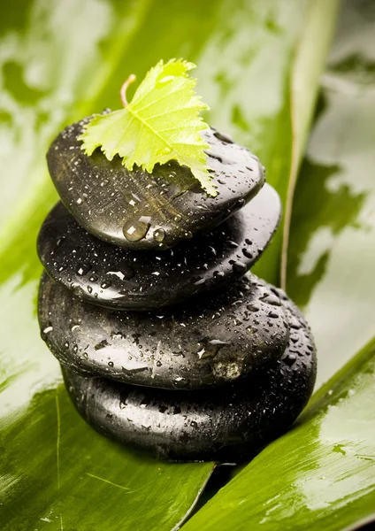 Hoja y Piedras — Foto de Stock