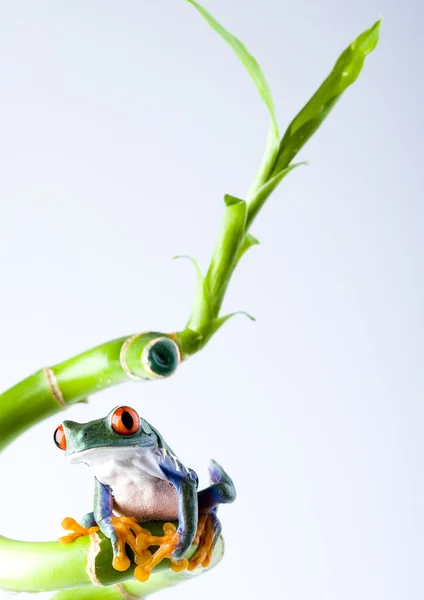 Frog op groene branch — Stockfoto