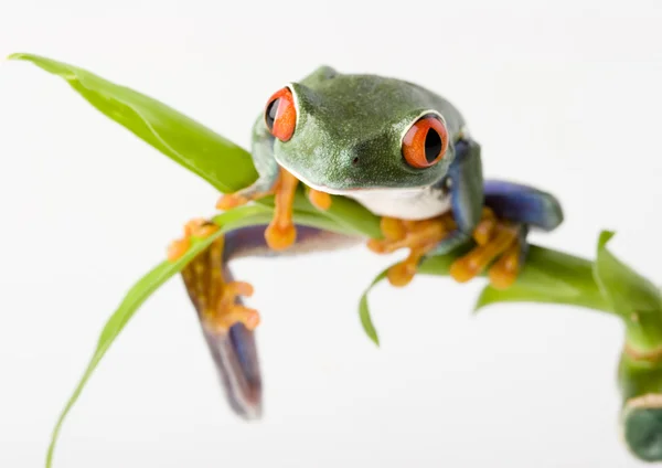 Frog on green branch — Stock Photo, Image