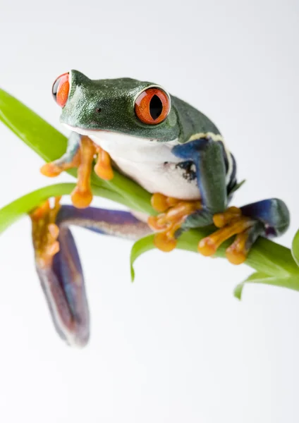 Frog on green branch — Stock Photo, Image