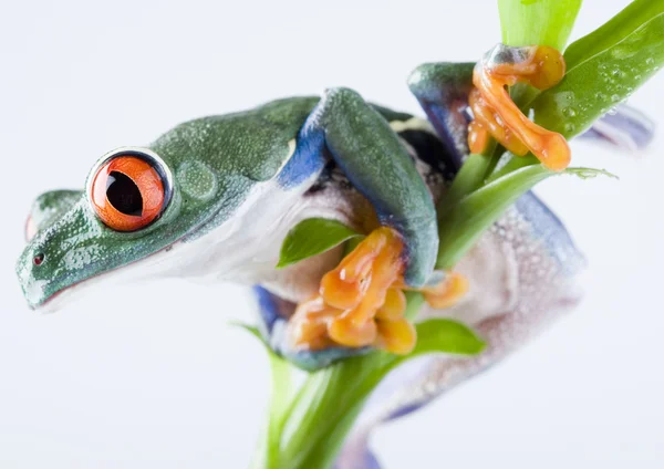 Frog on green branch — Stock Photo, Image