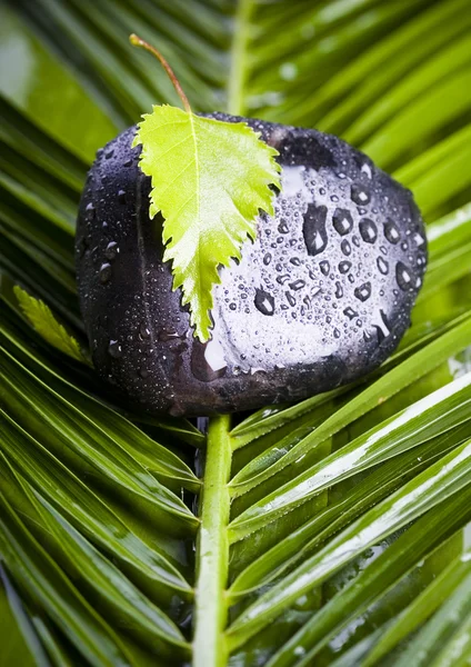 Blad på sten — Stockfoto