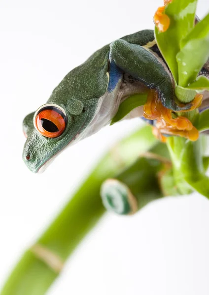 Frog on green branch — Stock Photo, Image