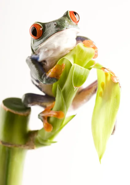 Žába na zelenou větev — Stock fotografie
