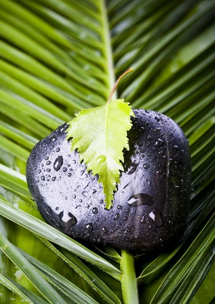 Leaf on stone — Stock Photo, Image