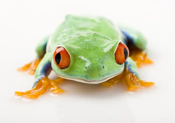 Red eyed frog — Stock Photo, Image