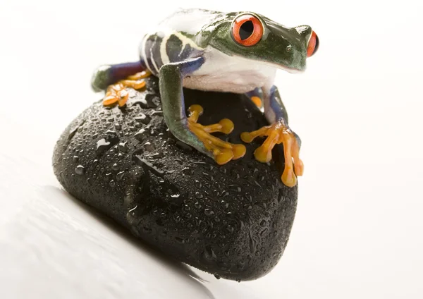 Frog on a sea stone — Stock Photo, Image