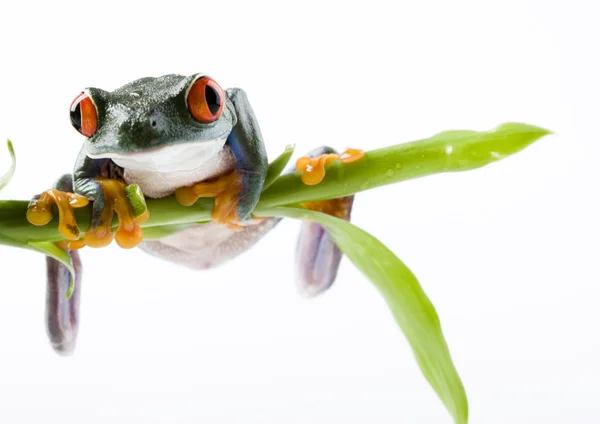 Frosch auf grünem Zweig — Stockfoto