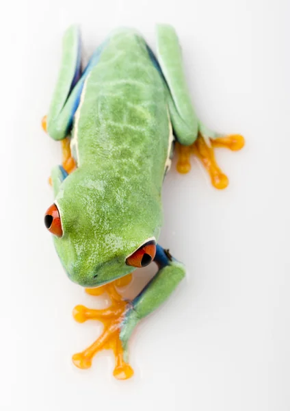 빨간 눈된 개구리 — 스톡 사진