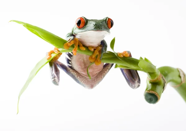 Frog on green branch — Stock Photo, Image