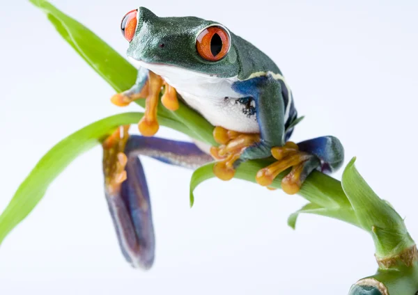 Frog on green branch — Stock Photo, Image