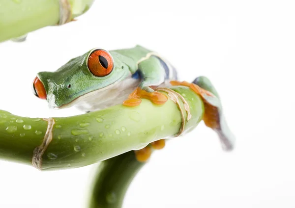 Frog on green branch — Stock Photo, Image