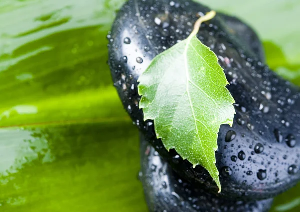 Leaf & Stones — Stock Photo, Image