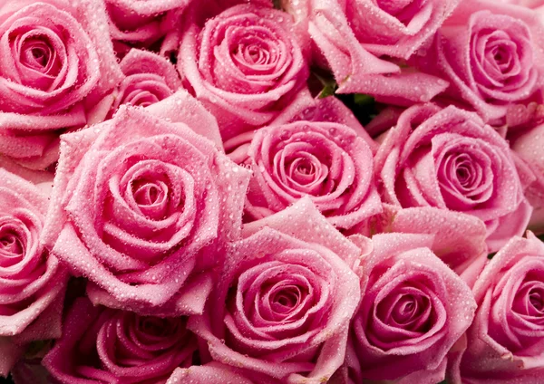 Roze rozen — Stockfoto