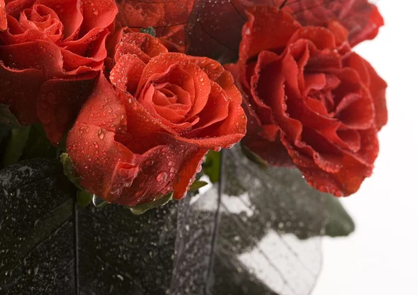 Red roses Stock Photo