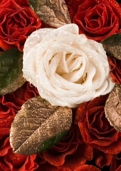 Біла троянда і червоні пелюстки Ліцензійні Стокові Фото