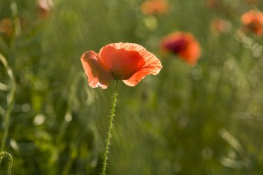 Yeşil tarlada gelincikler