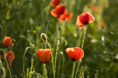Yeşil tarlada gelincikler