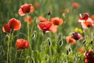 Yeşil tarlada gelincikler