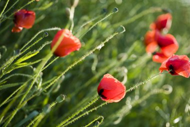 Yeşil tarlada gelincikler